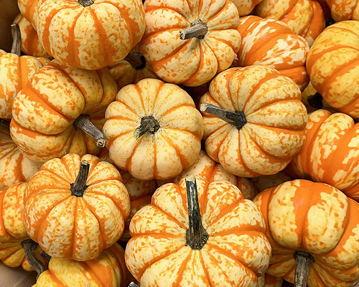 Specialty Mini Decor Pumpkins