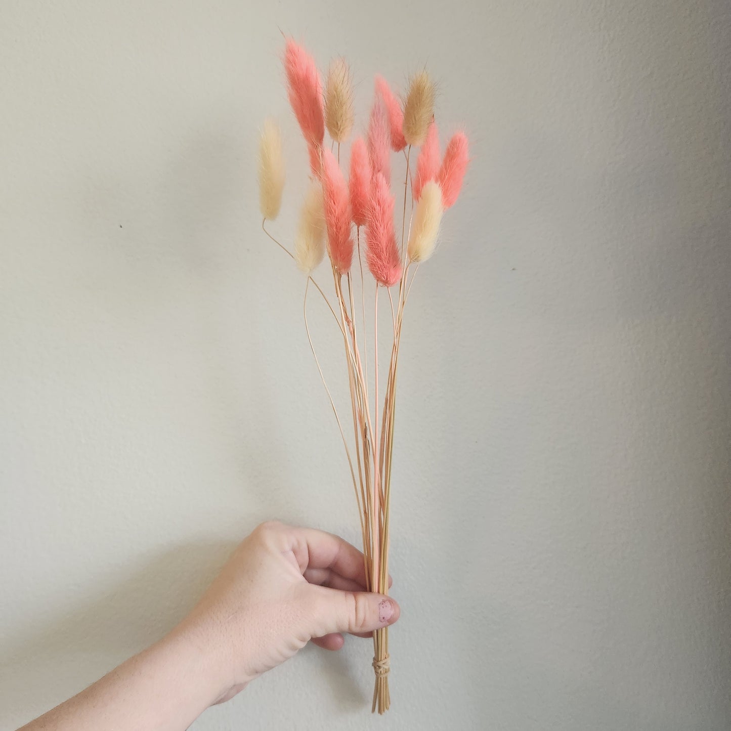 Valentine's Day Pink + Natural Dried Bunnytail Bunch