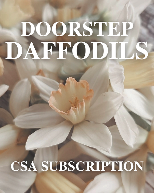 Doorstep Daffodil CSA Subscription 2026