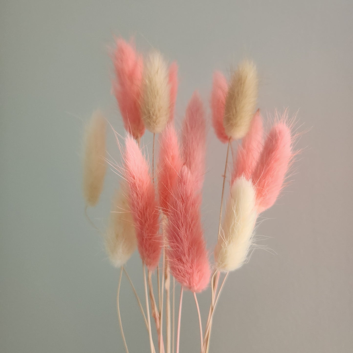 Valentine's Day Pink + Natural Dried Bunnytail Bunch