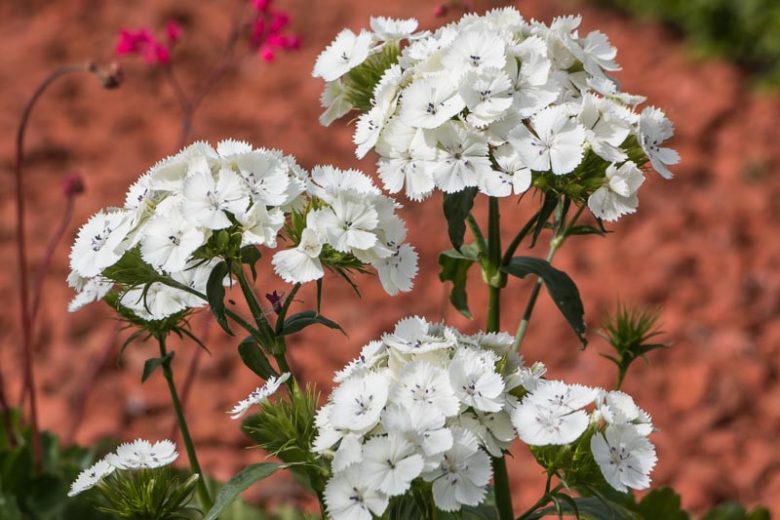 Sweet William - White