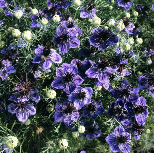 Nigella - Midnight
