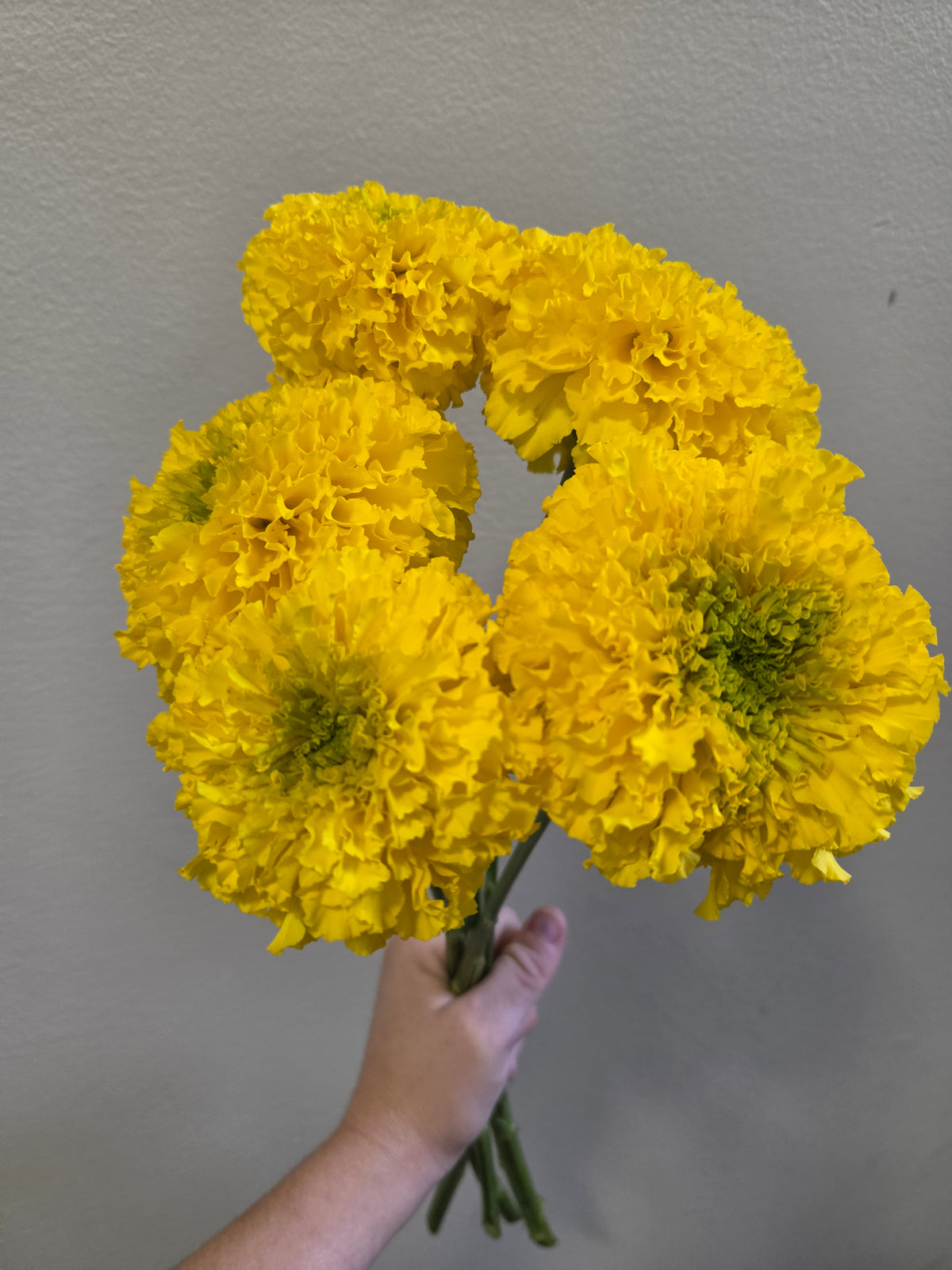 Marigold - Coco Yellow