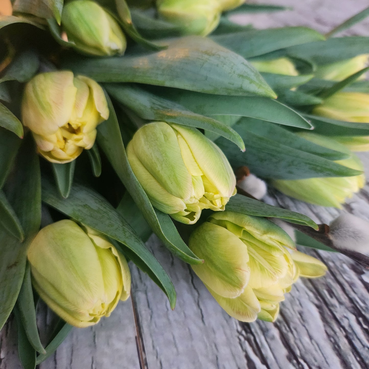 Totally Tulips CSA Flower Subscription 2026