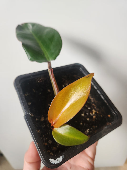Prince of Orange Philodendron - 4"