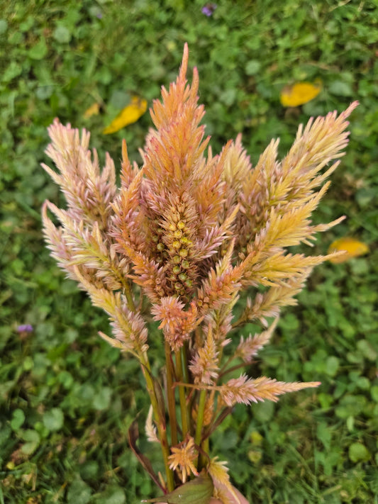 Celosia - Shimmer Sorbet (Orange & Pink)