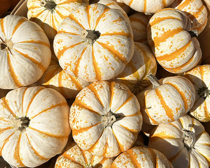 Specialty Mini Decor Pumpkins