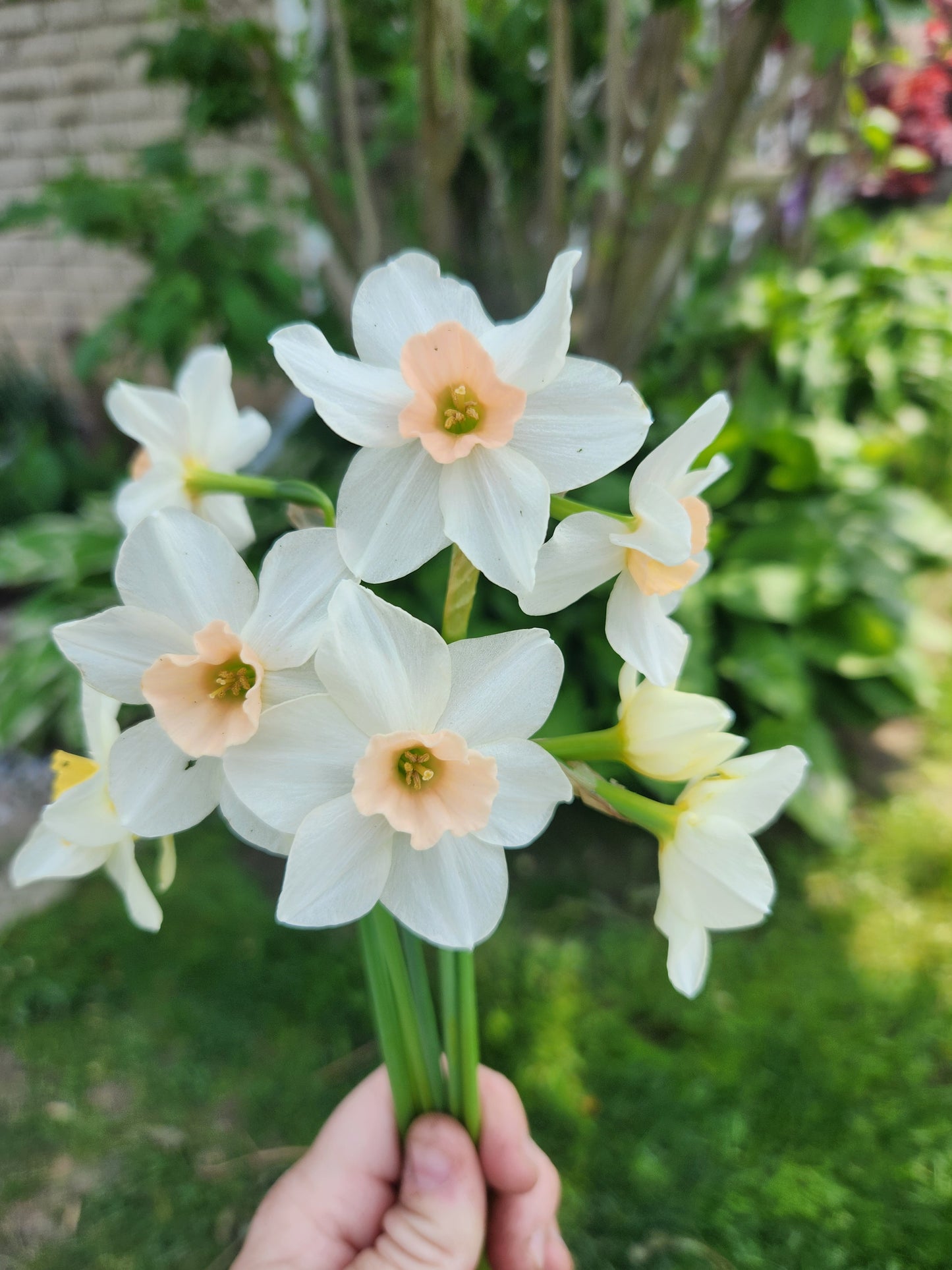 Doorstep Daffodils - Spring CSA Subscription 2025