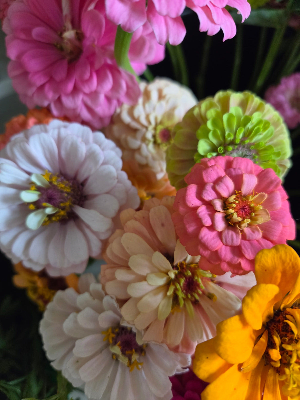 Zinnias - Wild North Cottage Mix