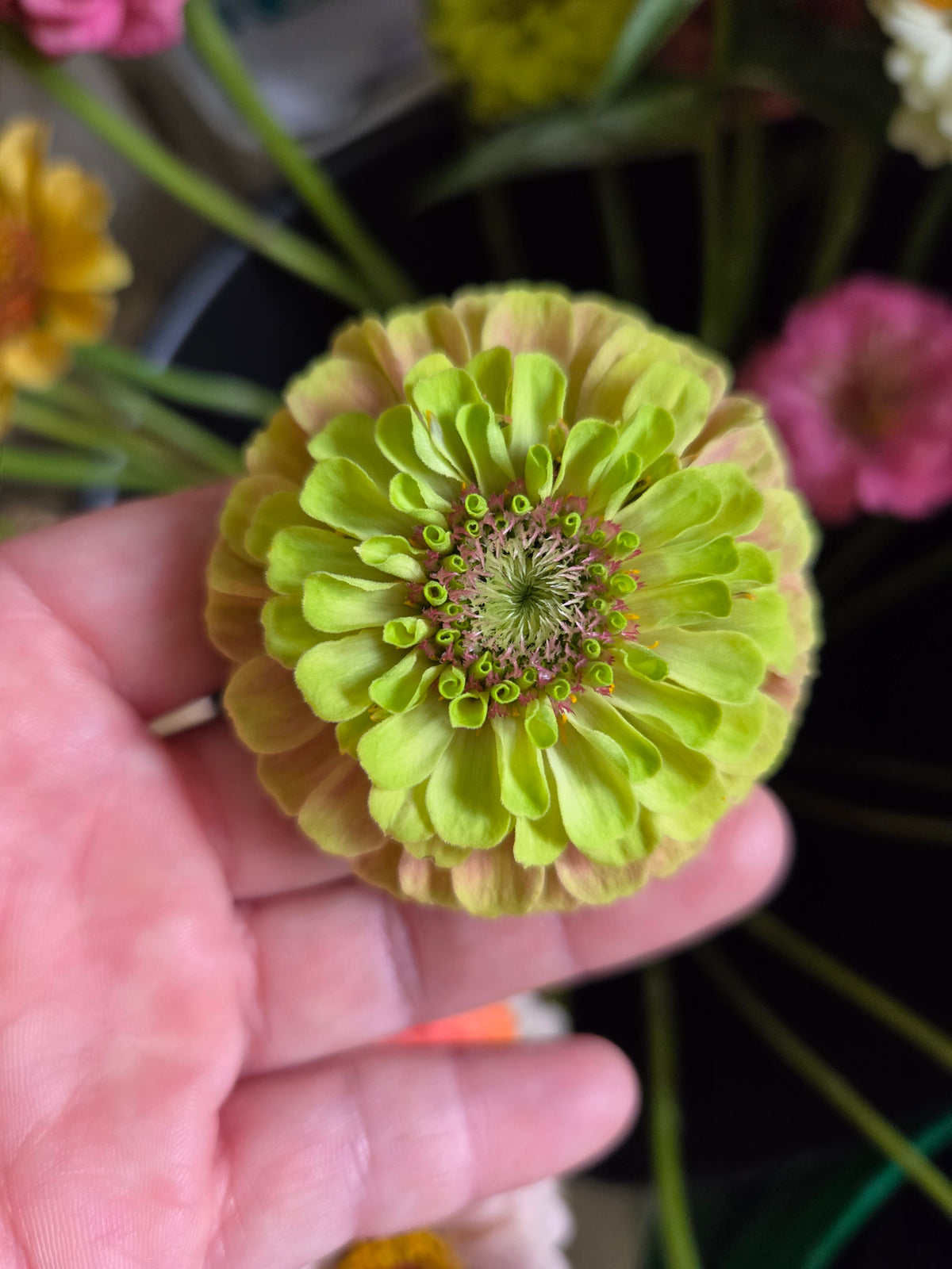 Zinnias - Wild North Cottage Mix