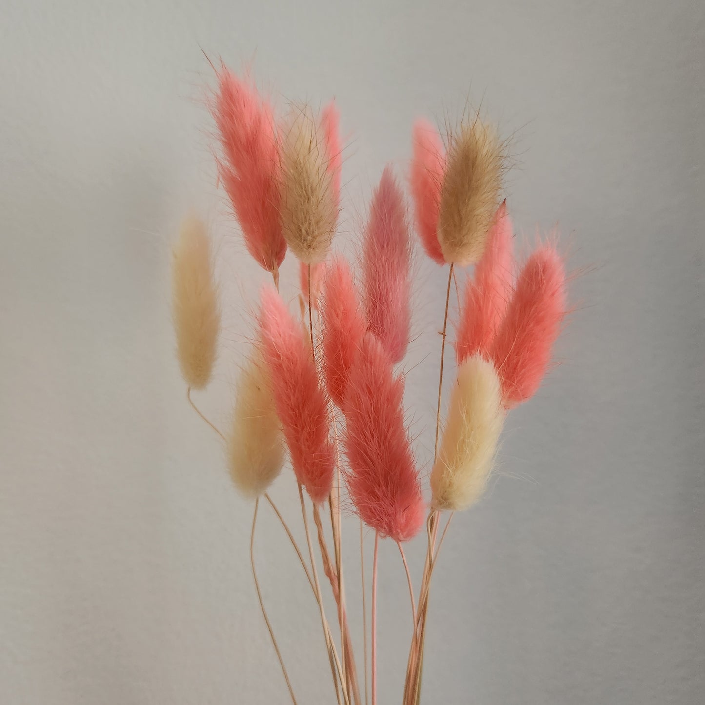 Valentine's Day Pink + Natural Dried Bunnytail Bunch