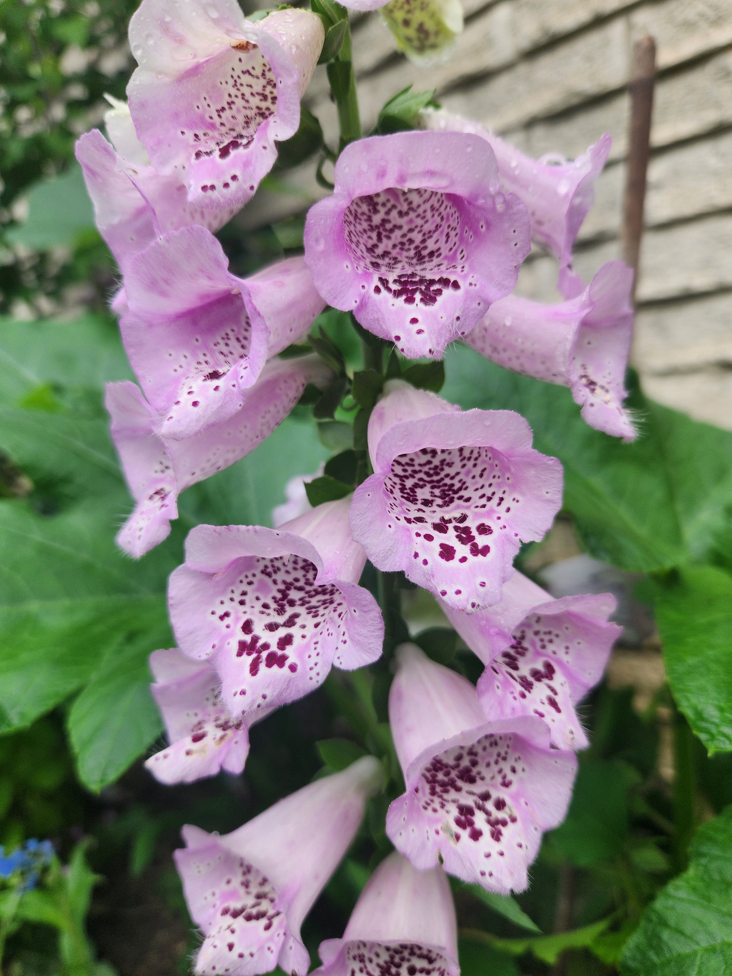 Foxglove - Camelot Lavender