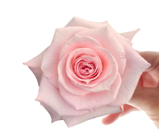 Valentines Day Bouquet Preorder - Hand wrapped 1/2 dozen mixed colour roses