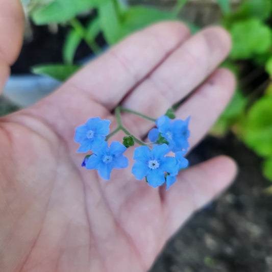 Forget-me-not (Blue)