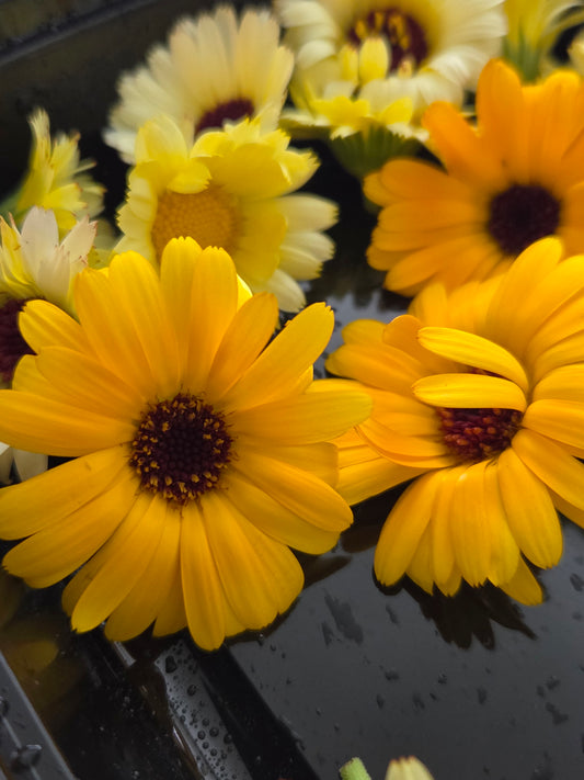 Fresh Edible Calendula - 15 pieces
