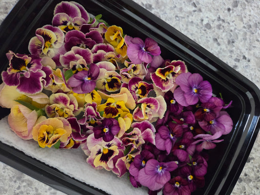 Fresh Edible Viola
