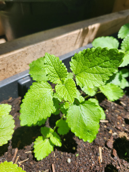 Mélisse officinale