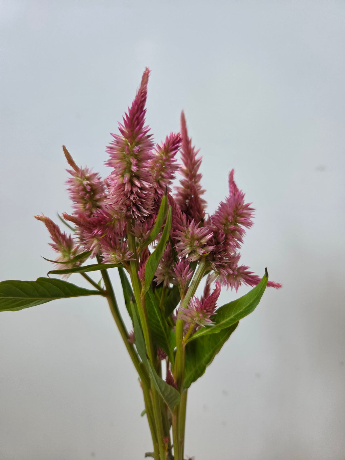 Celosia - Bubblegum Poker