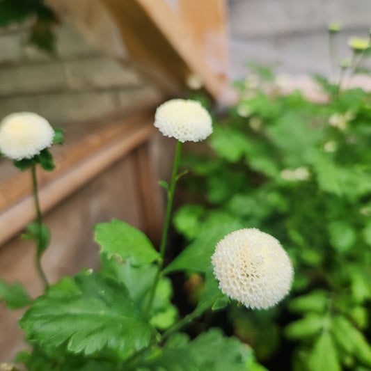 Feverfew - Snowball