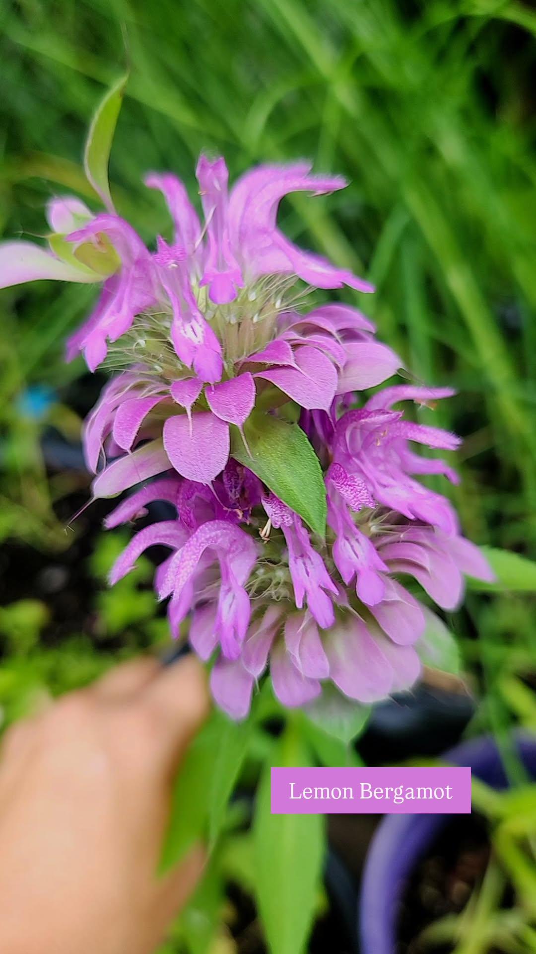 Bee Balm - Lemon Bergamont