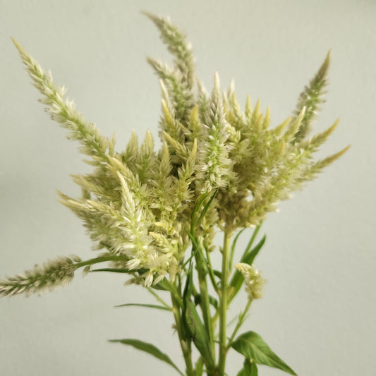 Celosia - Yellow Shimmer