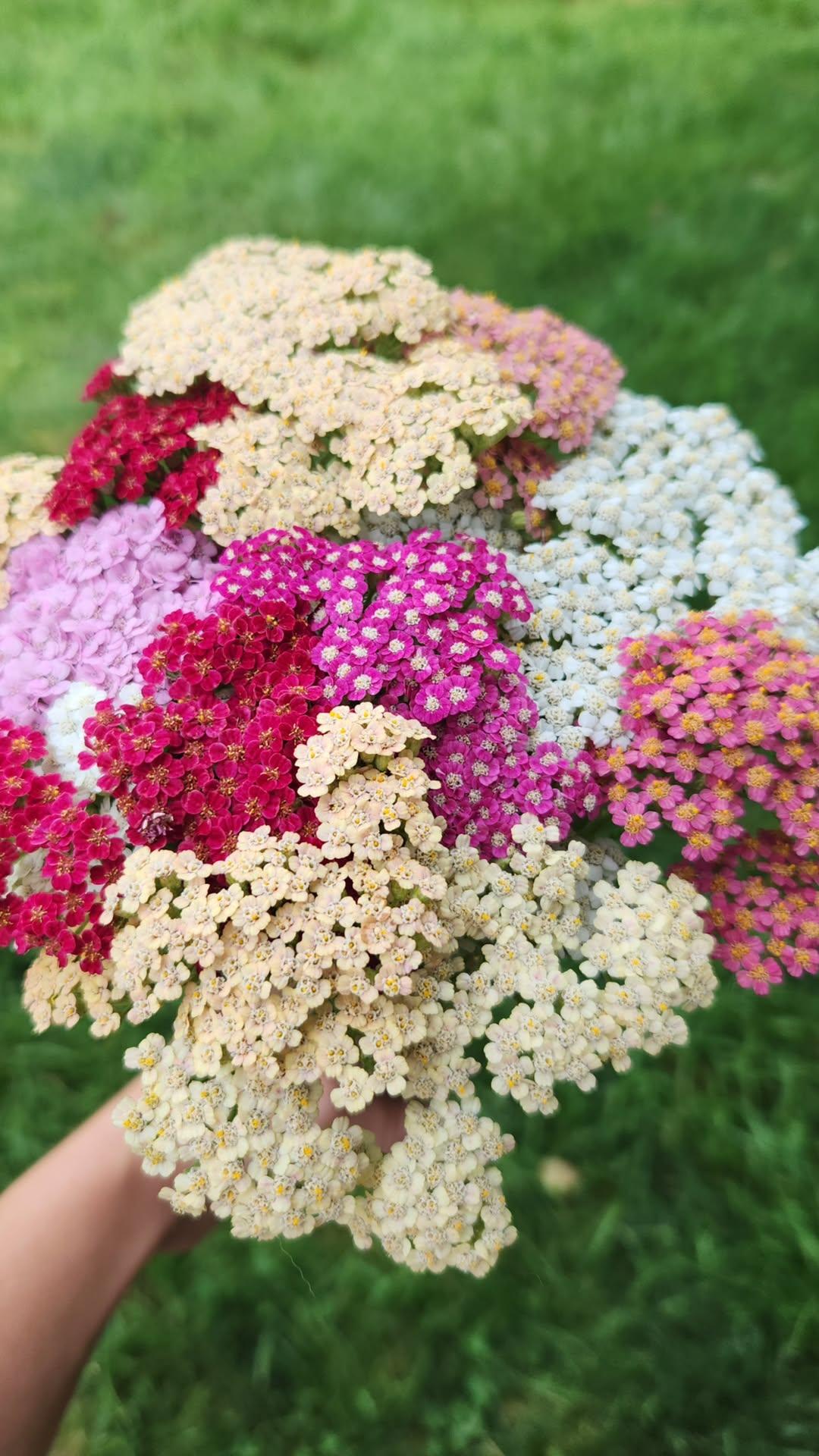 Yarrow - Mixed Colours (10 stems)