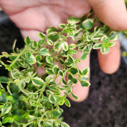 Thyme - Lemon
