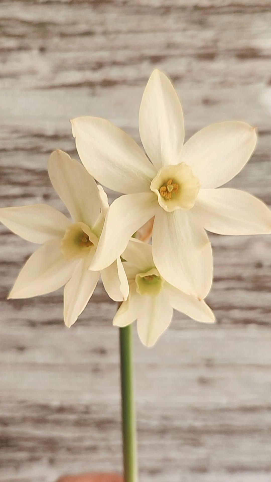 Doorstep Daffodil CSA Subscription 2026