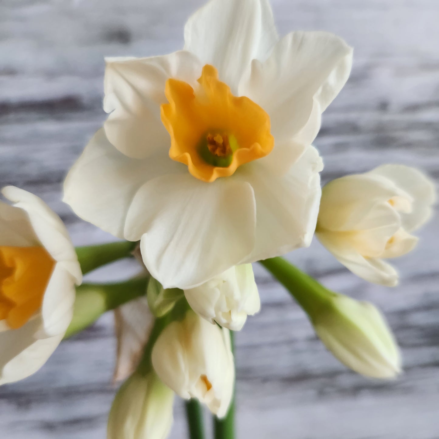 Narcissus - Kapiti Peach