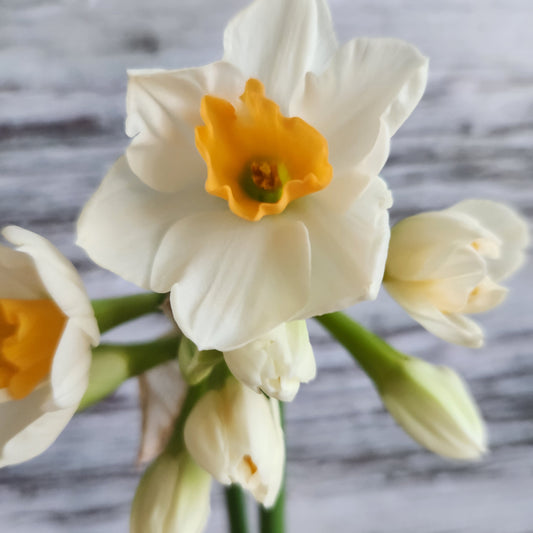 Narcissus - Kapiti Peach