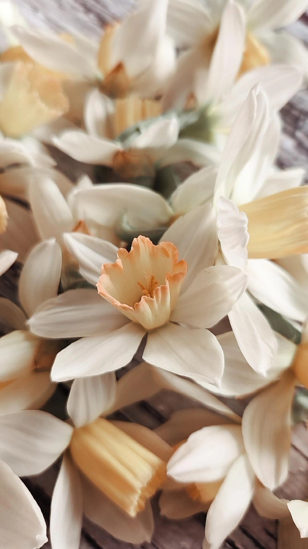 Doorstep Daffodil CSA Subscription 2026