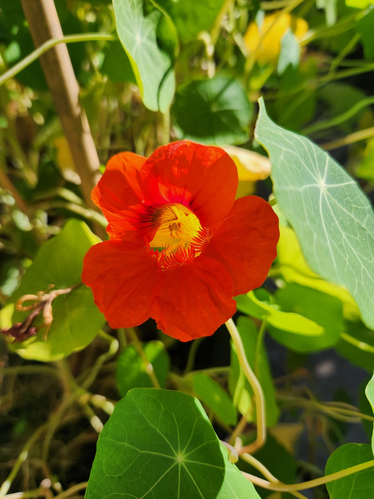 Nasturtium - Dwarf Jewel Double Mixture