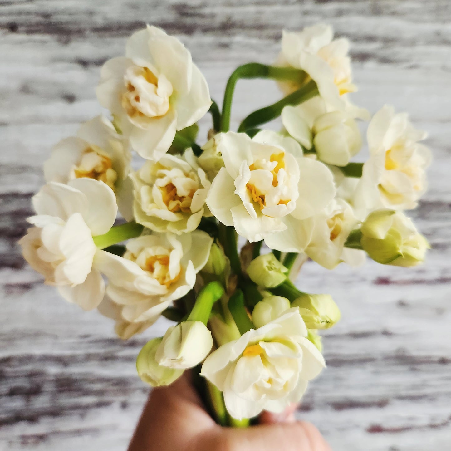 Doorstep Daffodil CSA Subscription 2026