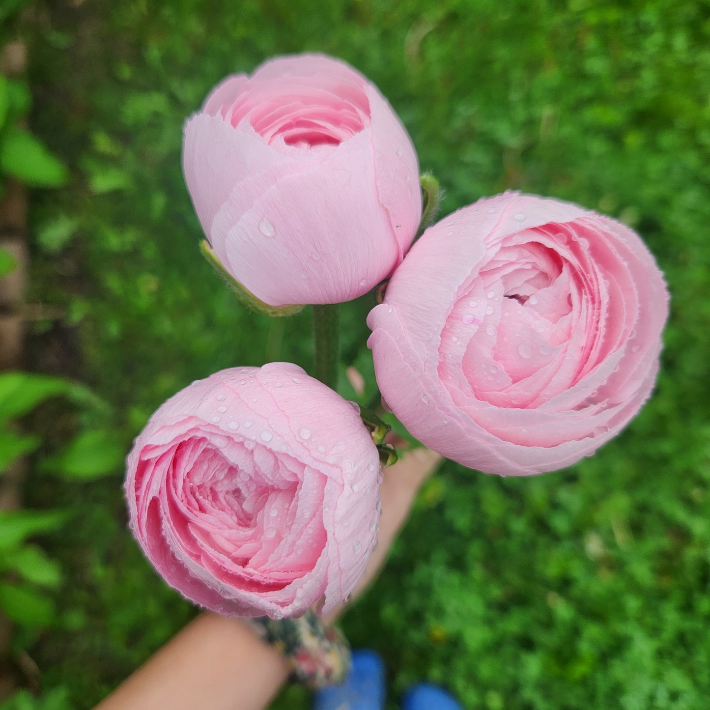 Ranunculus CSA Flower Subscription