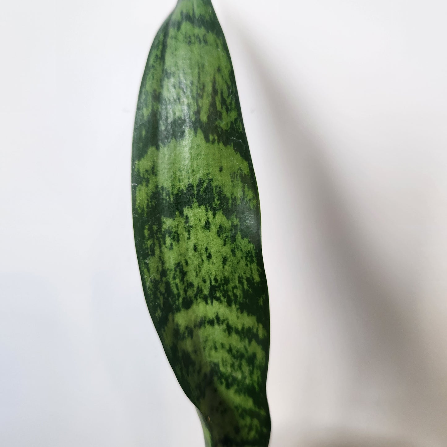 Sansevieria Zeylanica Snake Plant - 4" Pot