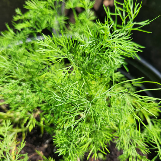 Dill