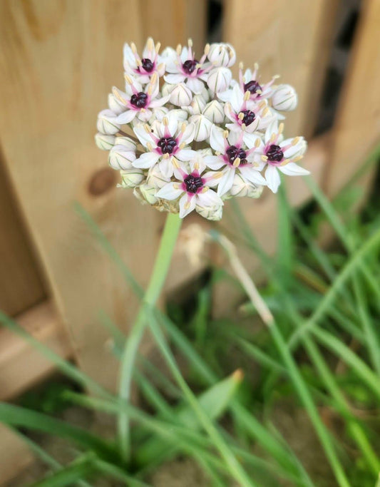 Allium - Silver Spring