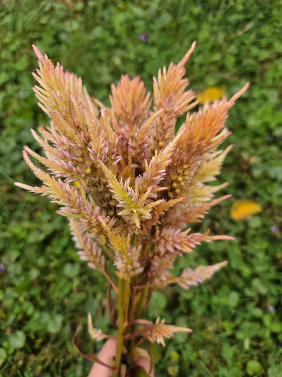 Celosia - Shimmer Sorbet (Orange & Pink)