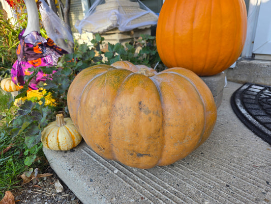 Pumpkin - Musquee d'Hiver de provence "Fairytale Pumpkin"