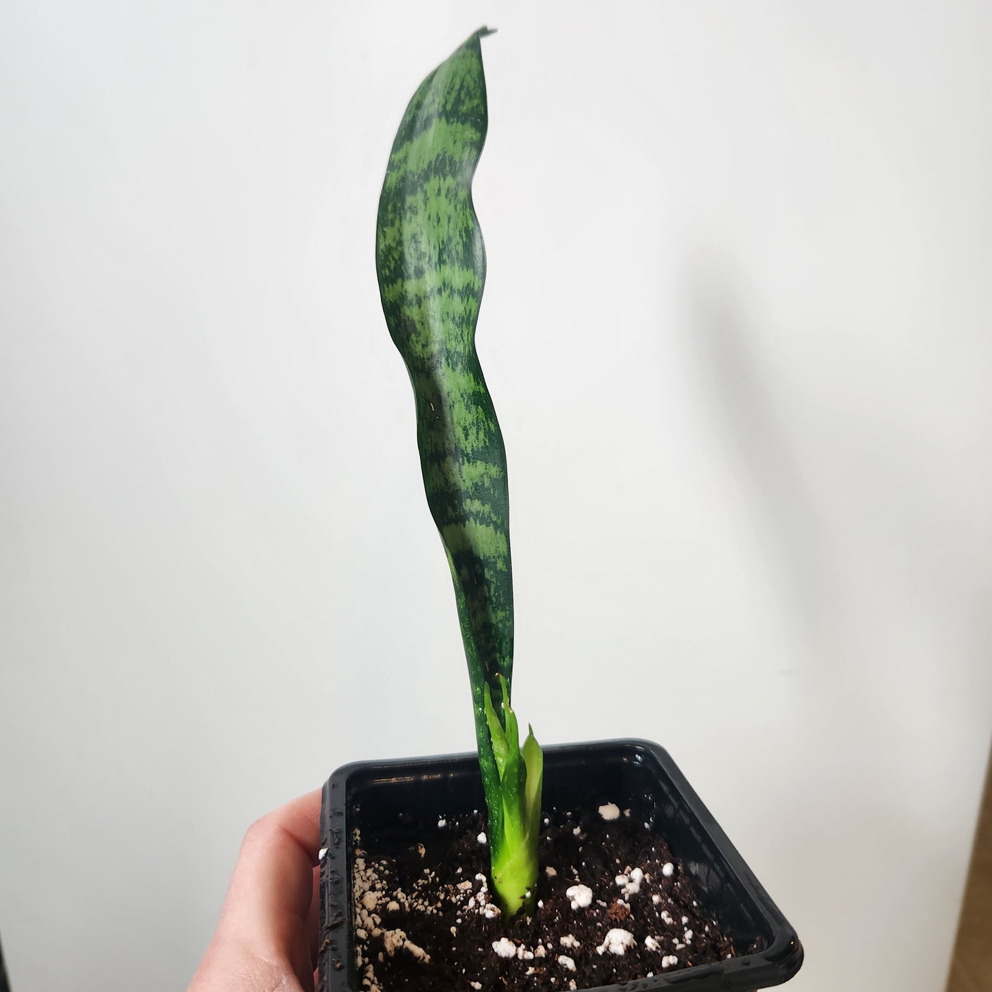 Sansevieria Zeylanica Snake Plant - 4" Pot
