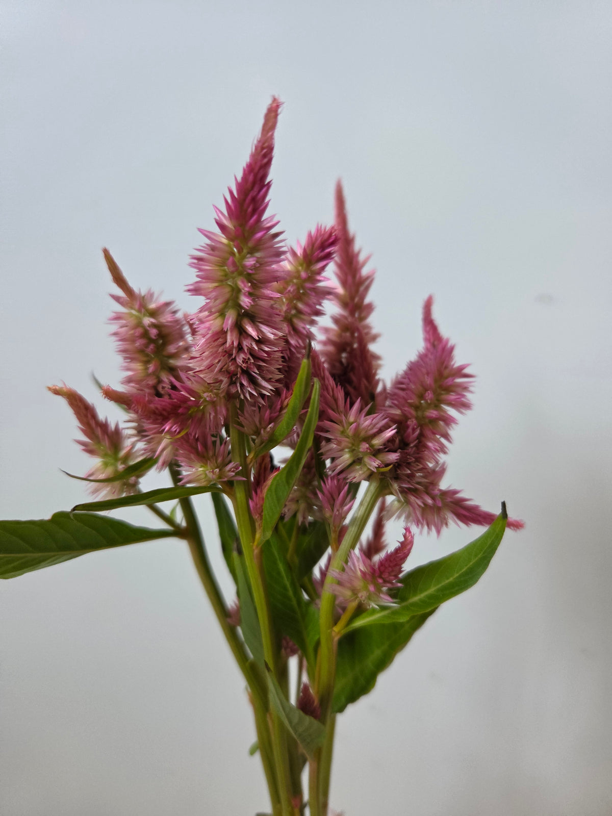 Celosia - Bubblegum Poker