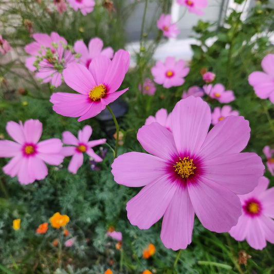 Cosmos - Sensation