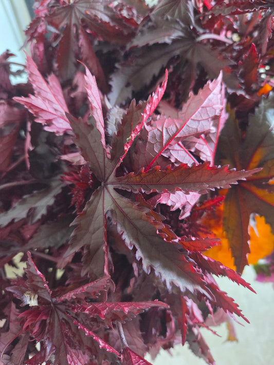Mahogany Splendor Bunch