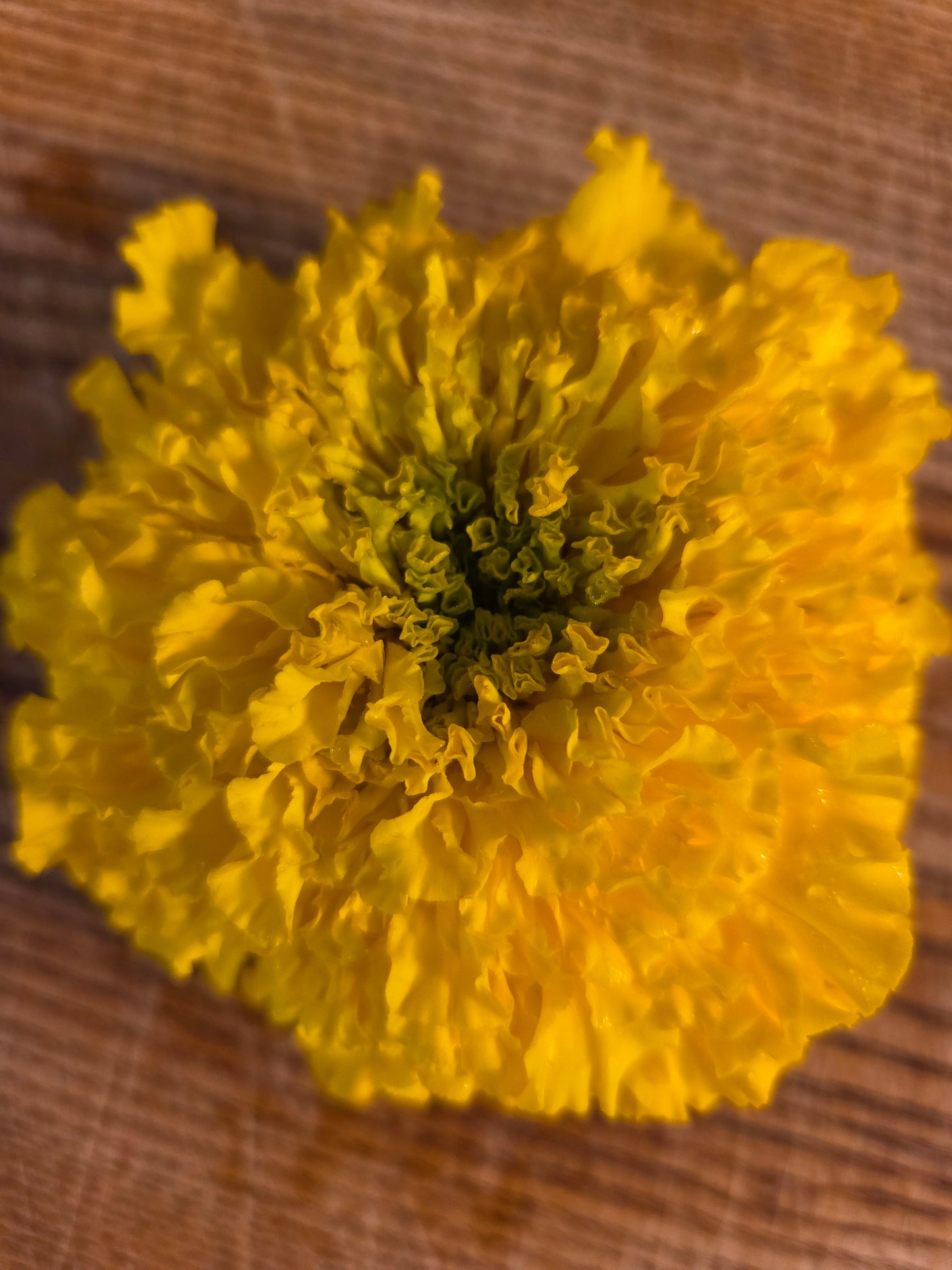 Edible Flowers - Marigold Mix