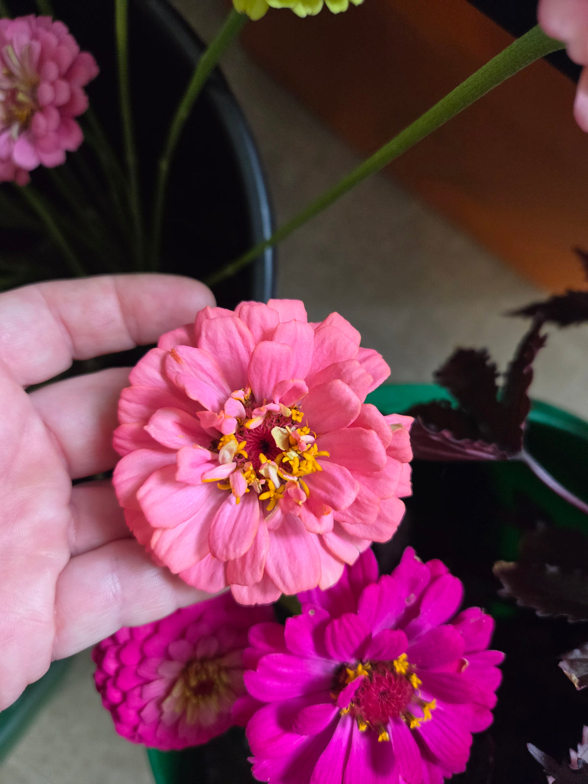 Zinnias - Wild North Cottage Mix
