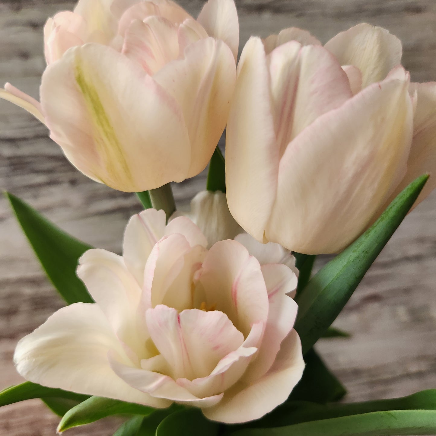 Totally Tulips CSA Flower Subscription 2026