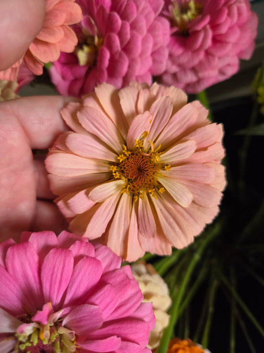 Zinnias - Wild North Cottage Mix