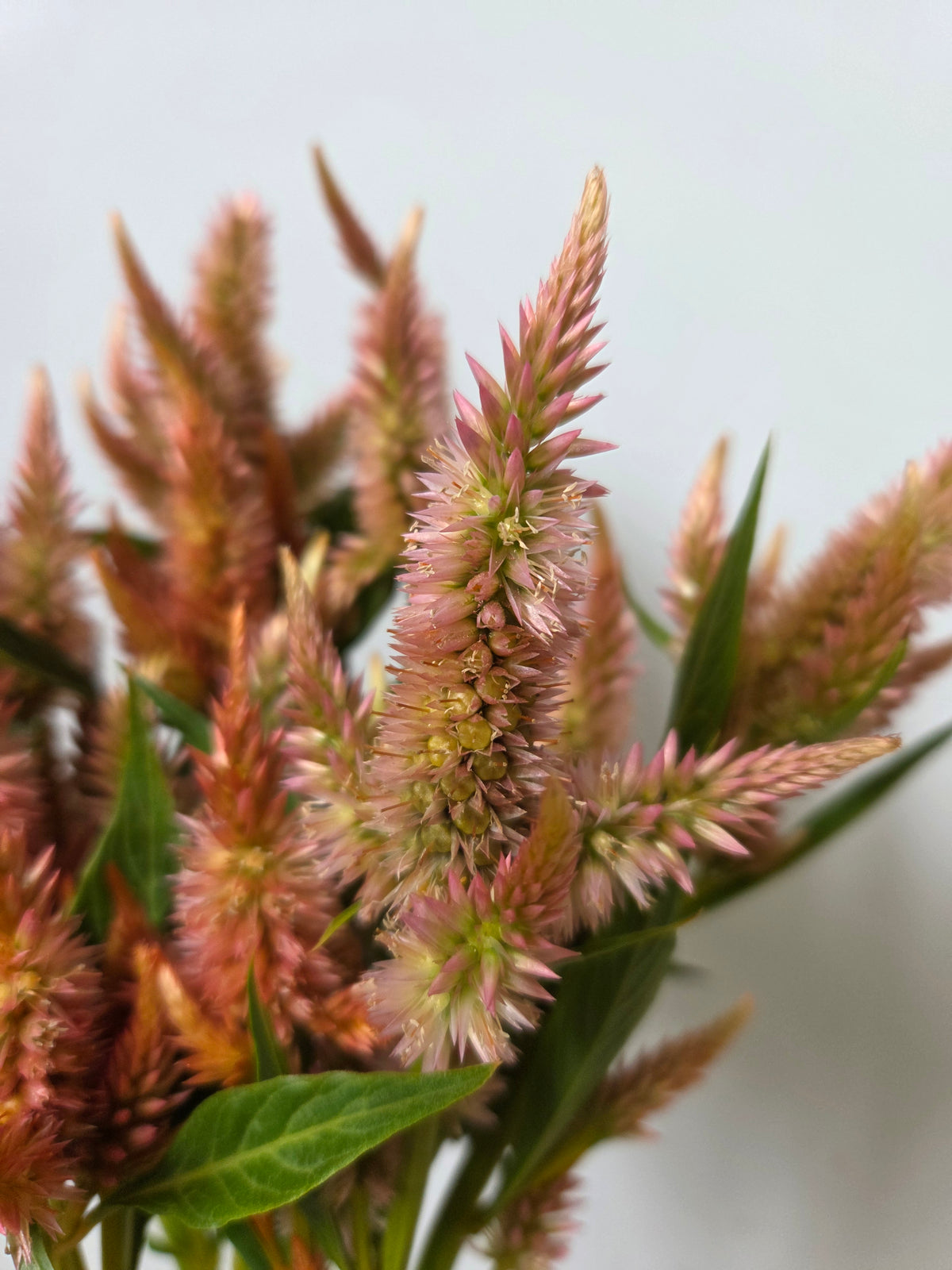 Celosia - Salmon Terracotta