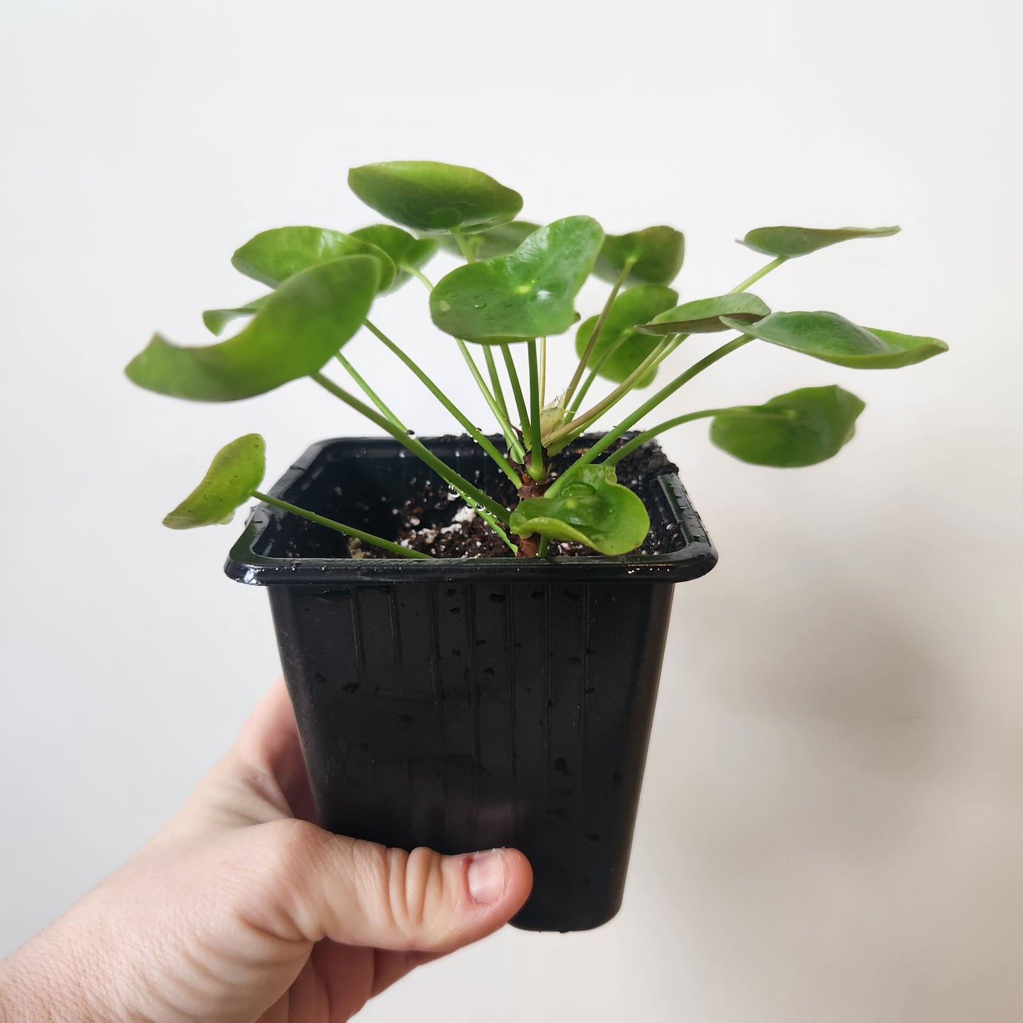Pilea peperomioides 4" Pot