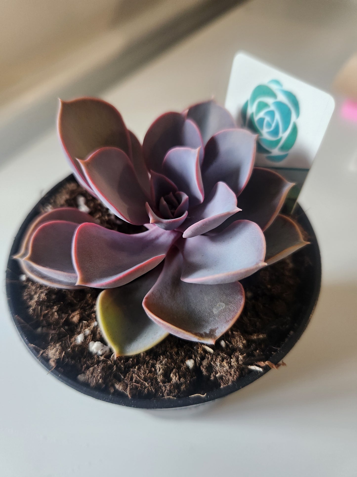 Echeveria 'Purple Pearl'